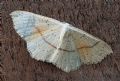 Cyclophora (Codonia) punctaria